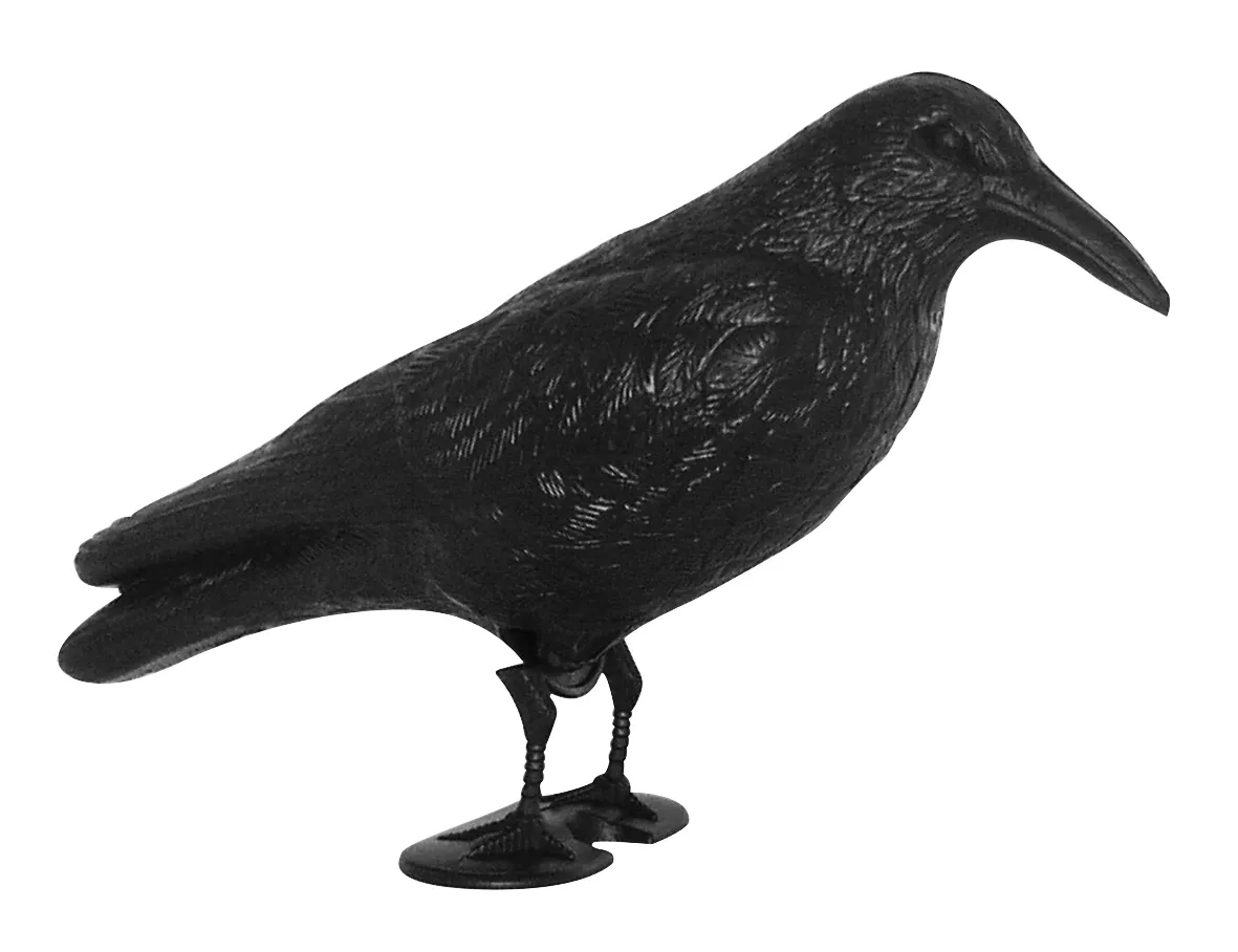 Möwenschreck Krähe